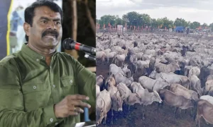 16252960-seeman