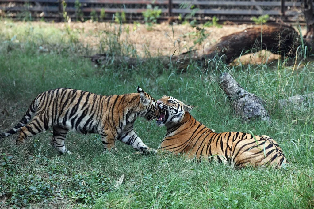 Tiger-2