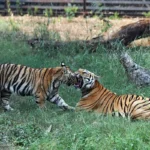 Tiger-2