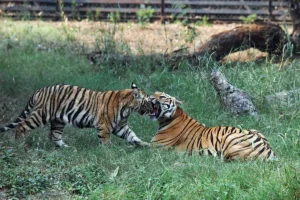 Tiger-2