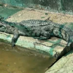 crocodile