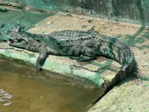 crocodile