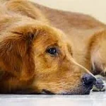 dogbabu