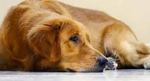 dogbabu