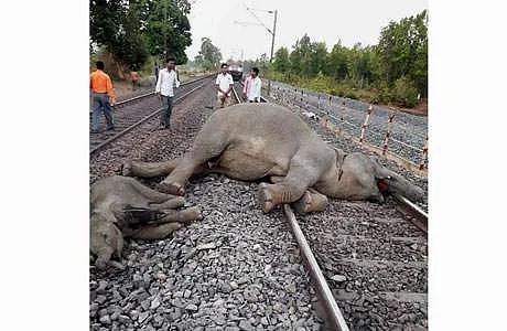 elephant