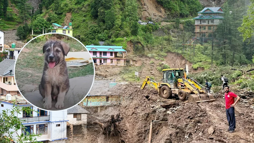 himachal-doggesh