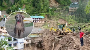 himachal-doggesh
