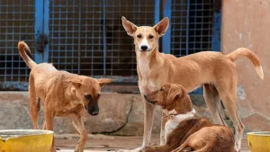 newindianexpress2025-07-129dhyvrgpstreet-dogs122210