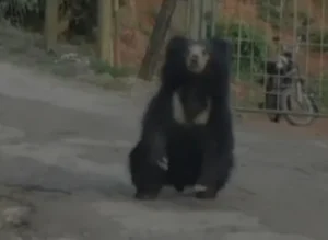 ot09bear2091957