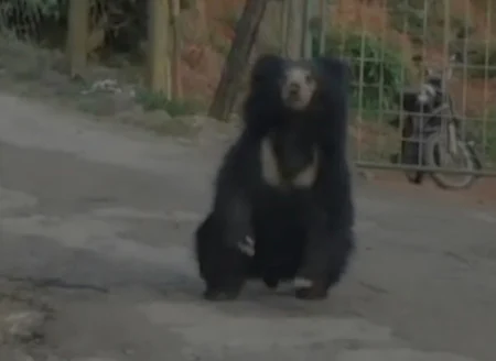 ot09bear2091957