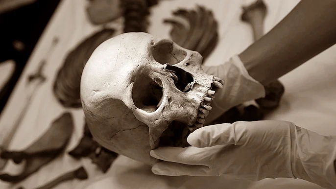 skeleton