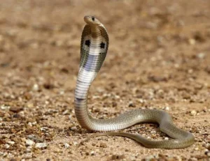 snakes