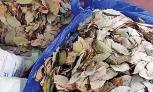 16624235-leaf