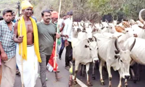 16663226-seeman