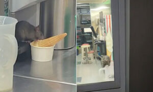 16713643-rat