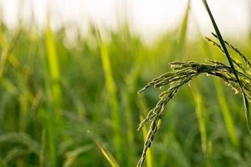 Crop-Insurance-2025-08-c07c2554ab0adb9563c182bd4f5e3dca-3x2-1