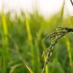Crop-Insurance-2025-08-c07c2554ab0adb9563c182bd4f5e3dca-3x2-1