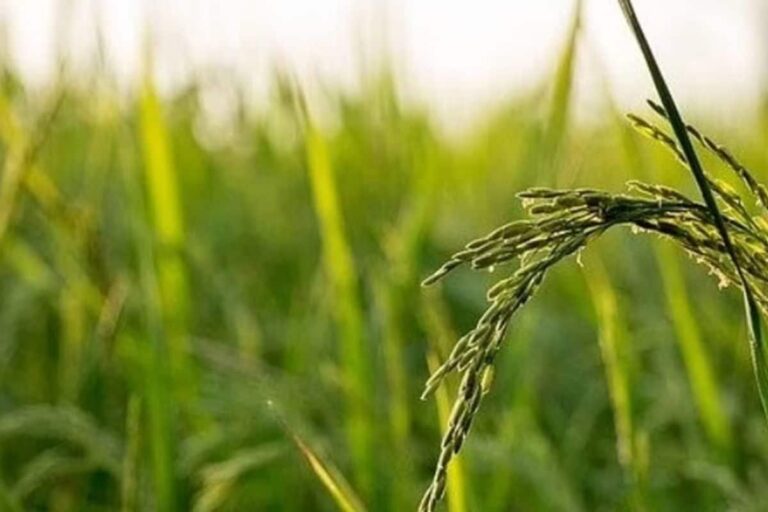 Crop-Insurance-2025-08-c07c2554ab0adb9563c182bd4f5e3dca-3x2-1