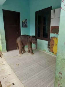 ot18school_elephant064658