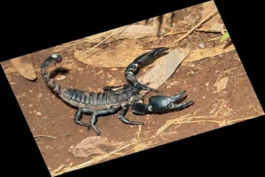 scorpion