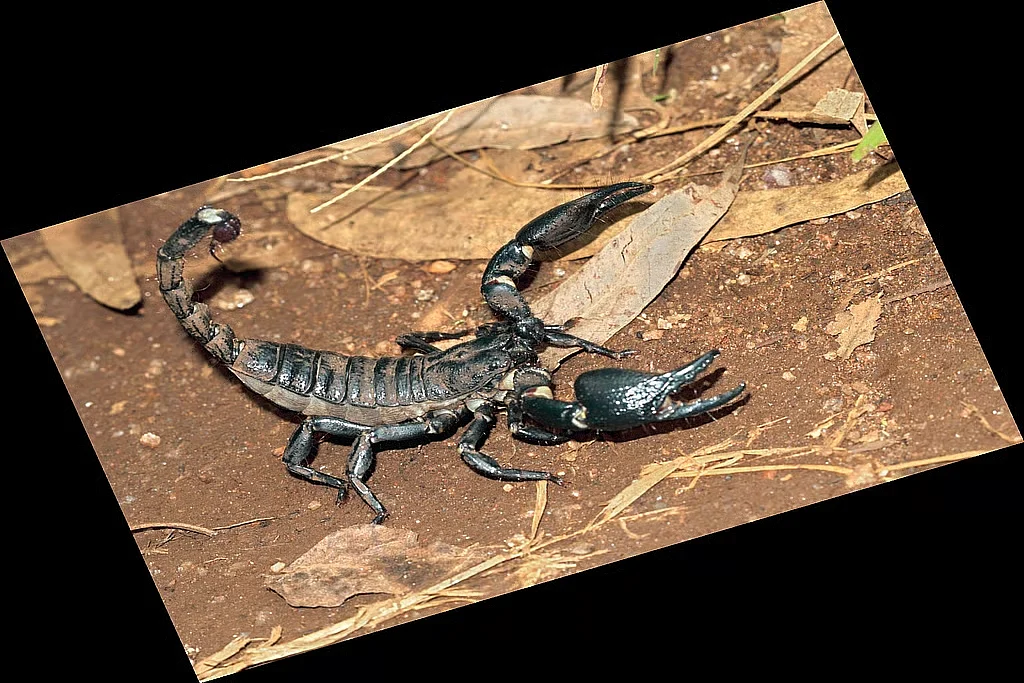 scorpion