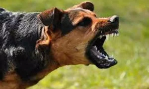 18756242-dog