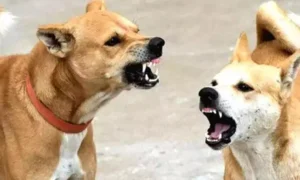 18807651-dog