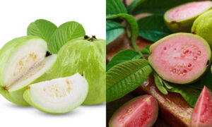 18934889-guava