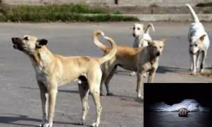 18989122-dog