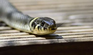 18990998-snake