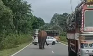 18991059-elephant