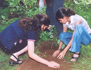 23tree