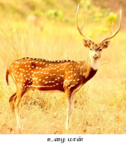 deer-1