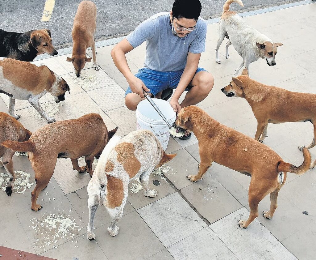 stray-dogs