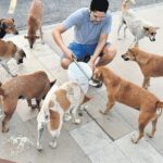 stray-dogs