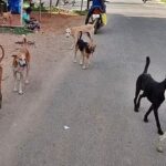 stray_dogs