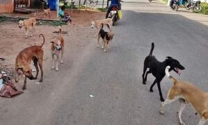 stray_dogs