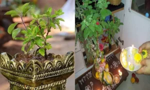 19475557-tulsi
