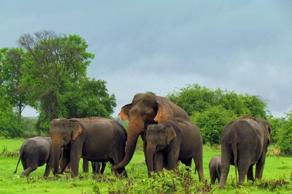 Elephant-1-2025-10-eb369b6e19cd1ec273b727aa0086dd10-3x2-1