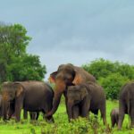 Elephant-1-2025-10-eb369b6e19cd1ec273b727aa0086dd10-3x2-1