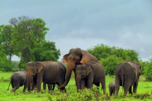 Elephant-1-2025-10-eb369b6e19cd1ec273b727aa0086dd10-3x2-1