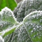 FOG-1-2025-12-52db8bd2c29161ef7a8a8b47883545b6-3x2-1