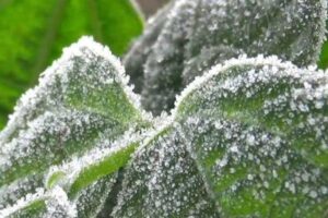 FOG-1-2025-12-52db8bd2c29161ef7a8a8b47883545b6-3x2-1