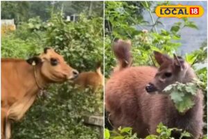 HYP_5646895_cropped_18122025_095845_inshot_20251218_095339768__1-3x2-1