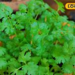 HYP_5651983_cropped_20122025_132307_image_search_1766216761409_2-3x2-1