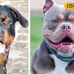 HYP_5652966_cropped_20122025_195824_image_search_1766240523322_1-3x2-1