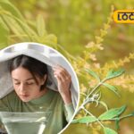 Nochi-Ilai-Steam-Benefits-2025-12-b9cc0beaaf95f83db497737ec0393a09-3x2-1