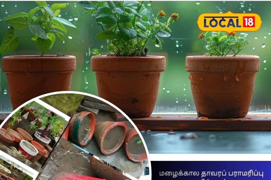 Rainy-season-plant-care-2025-12-8658a848f16a81aeef69e41a07b720fc-3x2-1