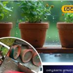Rainy-season-plant-care-2025-12-8658a848f16a81aeef69e41a07b720fc-3x2-1