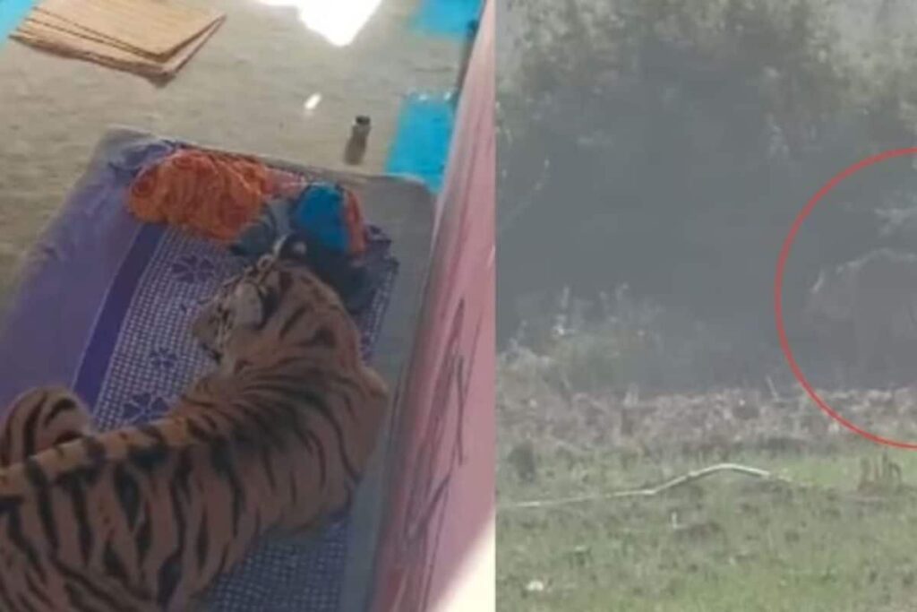 Tiger-attacks-2025-12-1ac565869d21b5aaf5adbc1e4080dd02-3x2-1